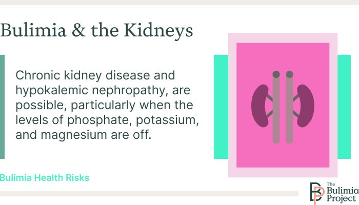 kidneys